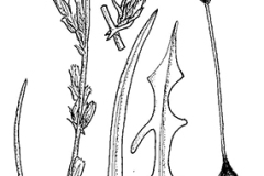 Sketch-of-Willowleaf-lettuce