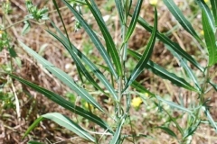Willowleaf-lettuce-plant-growing-wild