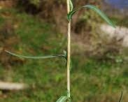 Stem-of-Willowleaf-lettuce
