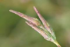 Flowering-buds-of-Willowleaf-lettuce