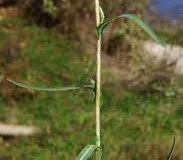 Stem-of-Willowleaf-lettuce