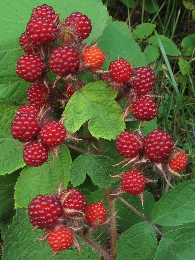 Fruits-of-Wineberry