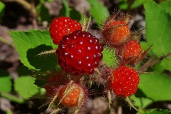 Closer-view-of-Wineberry-fruit