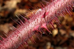 Closer-view-of-stem-of-Wineberry