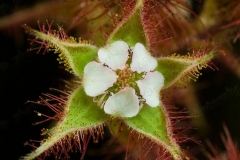 Flower-of-Wineberry