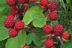 Fruits-of-Wineberry