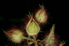 Immature-fruits-of-Wineberry