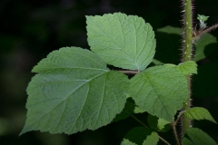 Leaves-of-Wineberry