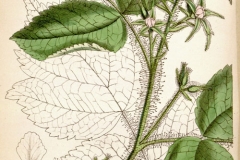 Plant-Illustration-of-Wineberry