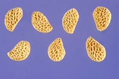 Seeds-of-Wineberry
