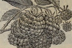 Sketch-of-Wineberry