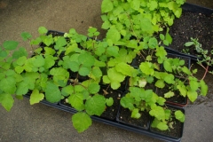 Small-Wineberry-Plant