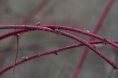 Stem-of-Wineberry
