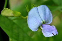 Close-up-flower-of-Winged-bean