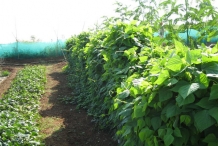 Farm-of-Winged-bean