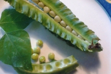 Green-pods-of-Winged-bean