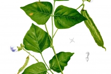 Illustration-of-Winged-bean