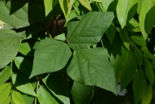 Leaves-of-Winged-bean