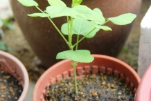 Plant-of-Winged-bean