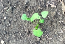 Seedlings-of--Winged-bean