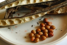 Seeds-of-Winged-bean