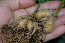 Tuber-of-Winged-bean