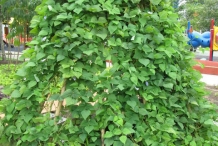 Vine-of-Winged-bean