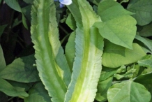 Winged-bean-pods