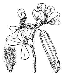 Sketch-of-Winged-pea