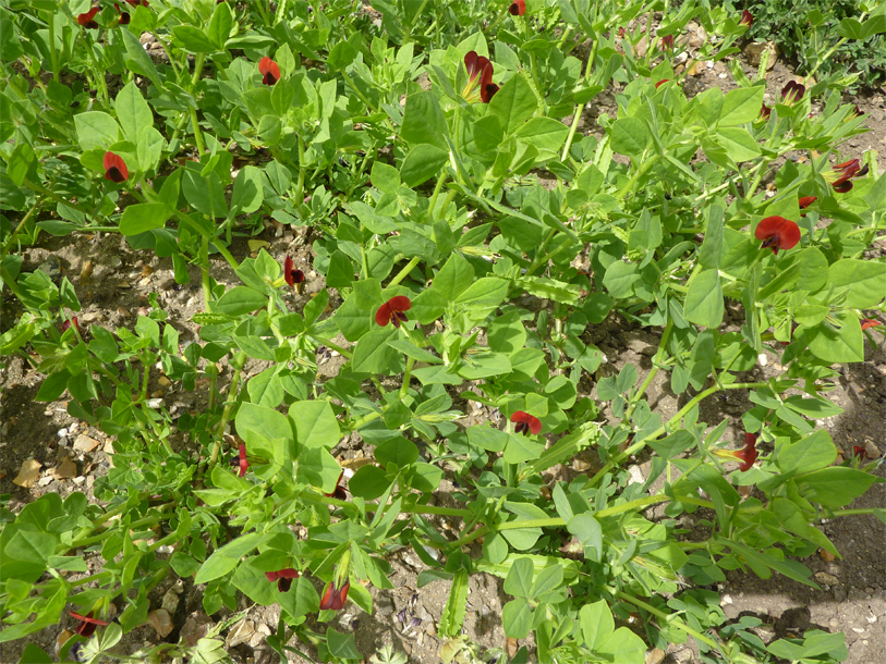 Winged-pea-plant-growing-wild