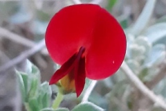 Closer-view-of-flower-of-Winged-pea