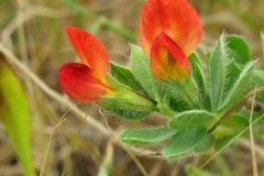 Flowers-of-Winged-pea
