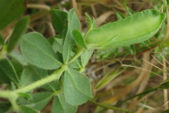 Immature-fruits-of-Winged-pea