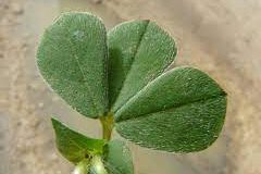 Leaves-of-Winged-pea