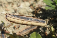 Mature-fruits-of-Winged-pea