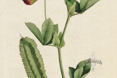 Plant-Illustration-of-Winged-pea