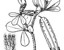 Sketch-of-Winged-pea