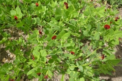 Winged-pea-plant-growing-wild