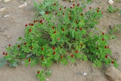 Winged-pea-plant