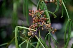 Fruits