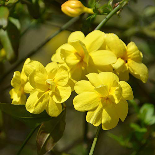 Flowers-of-Winter-Jasmine