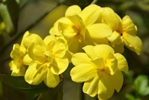 Flowers-of-Winter-Jasmine