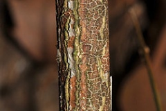Bark-of-Winter-Jasmine