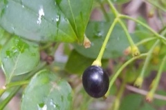 Fruit-of-Winter-Jasmine