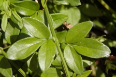 Leaves-of-Winter-Jasmine