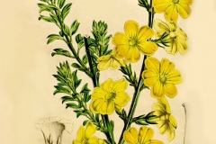 Plant-illustration-of-Winter-Jasmine