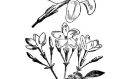 Sketch-of-Winter-Jasmine