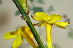 Stem-of-Winter-Jasmine