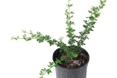 Winter-Jasmine-grown-on-the-pot