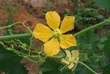 Close-up-flower-of-Winter-melon